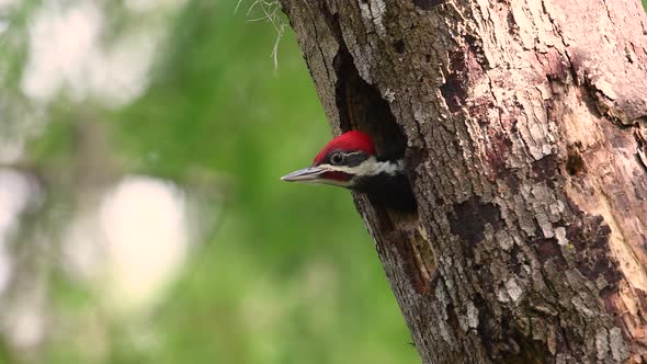 A Pileated Wood Pecker Nest Video Clip alt