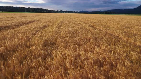 Summer sunrise in the Wheat Field alt