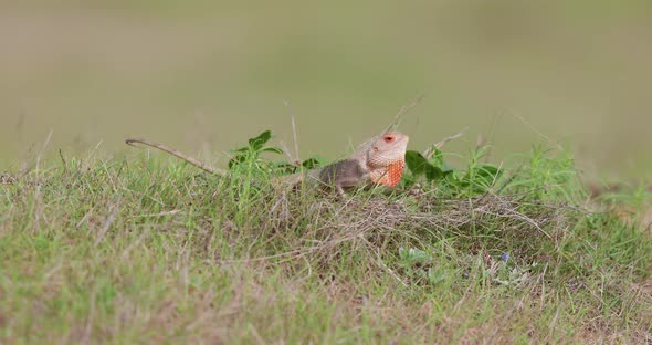 Wide shot slow motion of a garden lizard displaying over grass with red throat and turning black alt