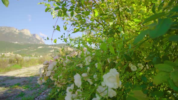 Lush Bush with White Flowers Grows Near Big Wooden Fence alt