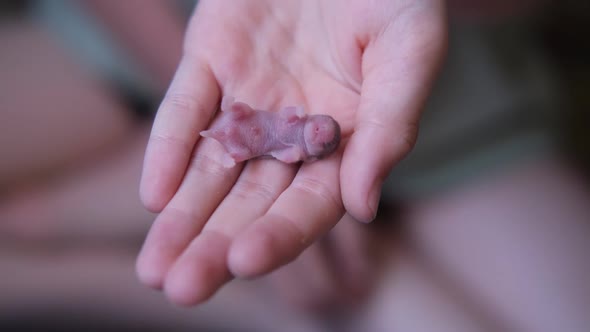 a Little Newborn Hamster Lies on the Baby's Hand
