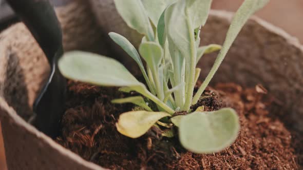 Planting Houseplant in Pot alt