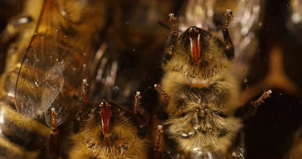 |European Honey Bee, apis mellifera, black bee on a glass / we can see the proboscys alt