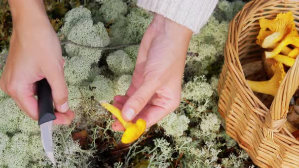 Young Woman Picking Mushrooms in Autumn Forest alt