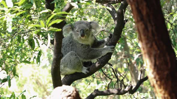 Beautiful Koala resting on tree branches at the Taronga Zoo in Australia -close up alt
