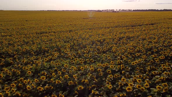 Cinematic aerial footage of sunflower field in the evening