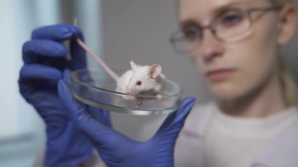 A White Mouse with Red Eyes and a Pink Bald Tail Sits in a Petri Dish in the Hands of a Female alt