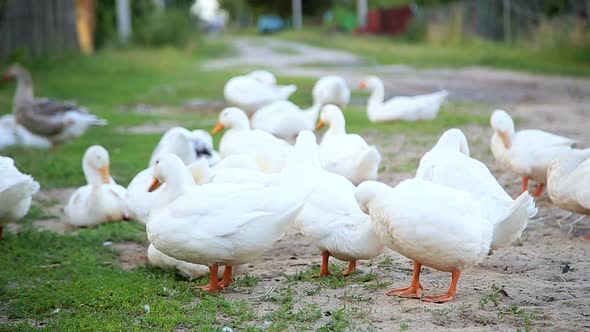 White Farm Ducks By the Countryside Road alt