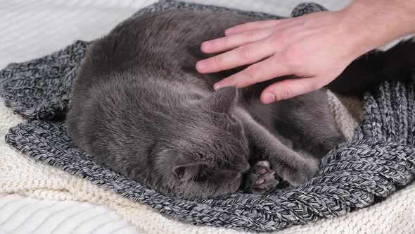 A Man Strokes Gray Cat