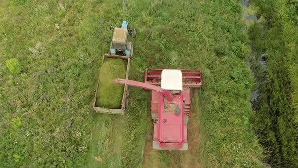 Forage Harvester Removes Green Grass for Silage or Haylage in the Tractor Trailer alt