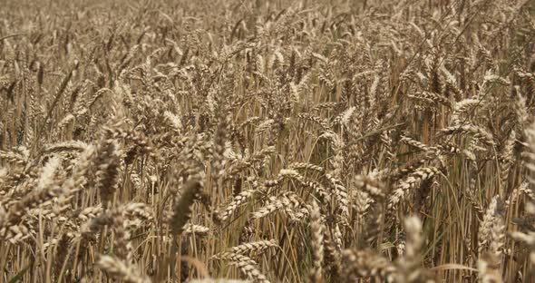 Ripe Ears Of Wheat On The Field At Sunset alt
