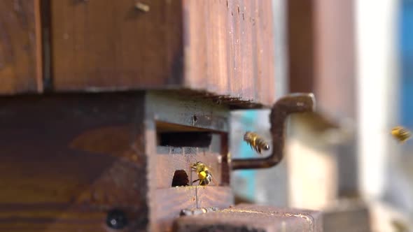 Bees arriving at the hive (Apis mellifera) in slow motion alt