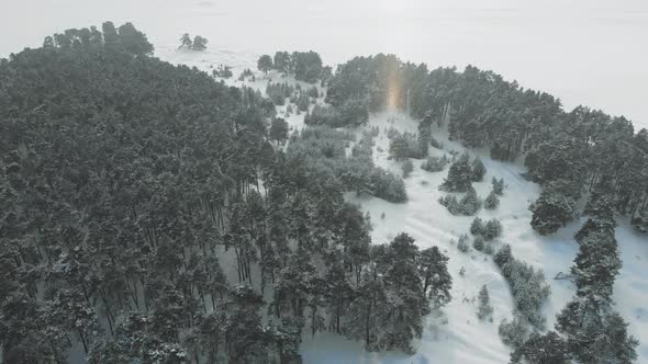 Winter Landscape with a Pine Forest in the Snow alt
