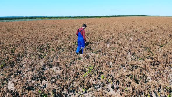 Agriscientist Is Examining a Withered Field. Dead, Dry Field of Agricultural Plants. alt