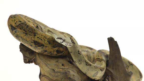 Columbian Boa or Boa Constrictor Imperator on Wooden Snag Isolated in White alt