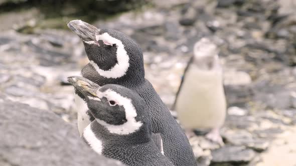 Pair Of Magellanic Penguin - South American Penguin Looking Up Inside Aquarium In Lisbon, Portugal. alt