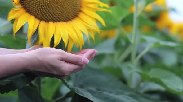 Ripe Sunflower Seeds are Poured Into the Hand