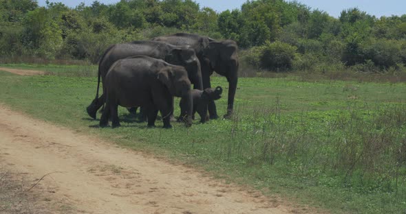 Close Up of Elephant Family with a Newborn Baby Elephant in a National Park of Sri Lanka