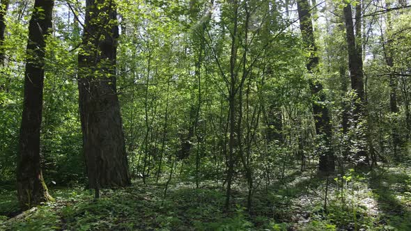 Green Forest During the Day Aerial View alt