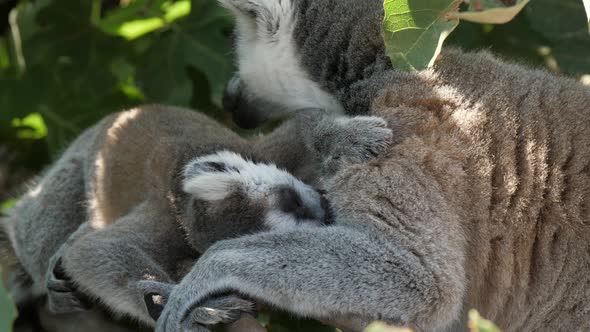 Mother Lemur Licking Her Kid Sitting in a Green Tree on a Sunny Day in Summer