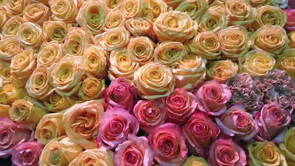 Different Colors of Fresh Roses Grow.