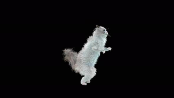 Cat Dancing 4K alt