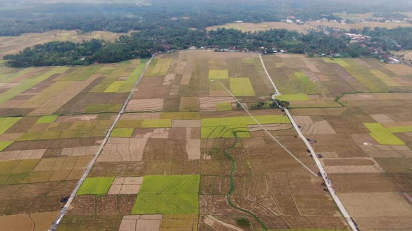 Land plots with growing rice crops, high angle drone view alt