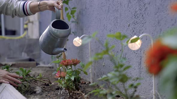 Watering a Flowers in a Garden alt