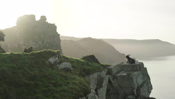 Feral Goat Seated On A Steep Rock Face From Valley Of The Rocks Through Misty Morning In North Devon alt