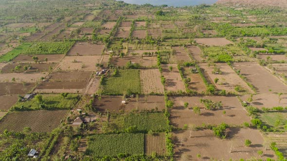 Agricultural Land in Indonesia alt
