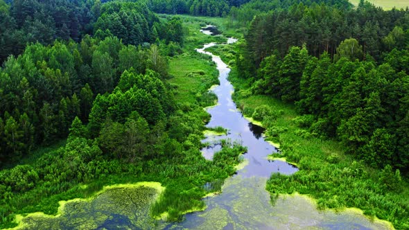 Small river and old green forest in Tuchola natural park, Poland from above alt