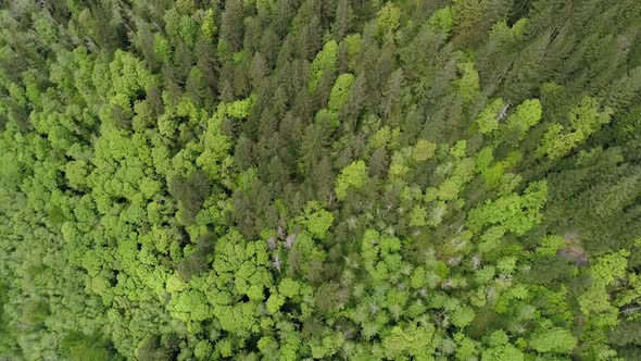 Birds Eye View Aerial Background High Above Vibrant Bright Green Trees Of Forest Canopy alt