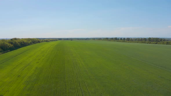 Aerial View of Natural Green Wheat Field. Green Wheat Stalks. Drone Flying Over Beautiful Natural