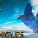 Nightingale flying from 5 different angles - VideoHive Item for Sale