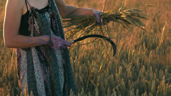 A Woman Who at Sunset Mows the Ripe Ears of Wheat with a Sickle. The Girl Cuts the Golden Ears of alt