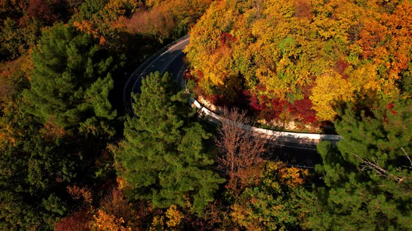Aerial Flight Over the Road Between Autumn Trees alt