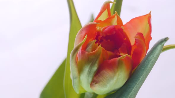 Closeup Timelapse Growing Big Bud Red Flower and Green Petals Growing One Plant alt