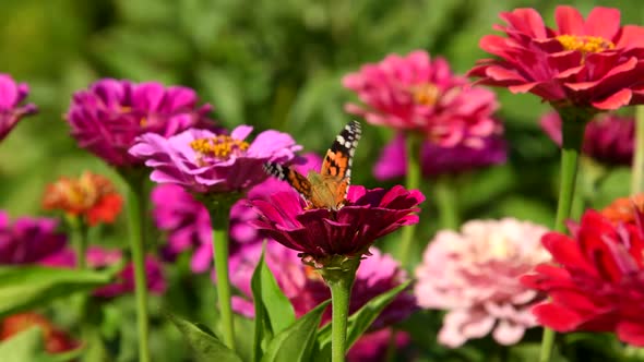 Butterfly (Vanessa cardui) on zinnia flower