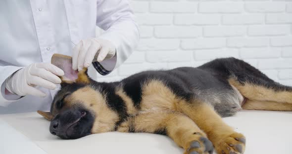 Doctor Examining Wool and Ears of Dog Lying in Clinic alt
