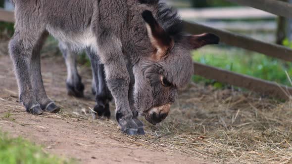 A cute little newborn miniature mediterranean donkey with a fringe clumsily balancing on its legs, s alt