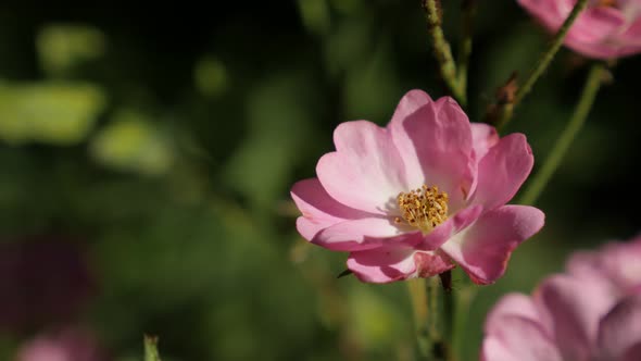 Miniature  rose hybrid plant details 3840X2160 UltraHD footage - Pink Rosa flower shallow DOF 2160p  alt