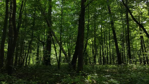 Slow Motion View of Green Forest By Day alt