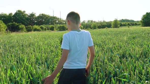 Young boy going ahead through the field gently touches the wheat ears alt