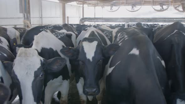 Cows wating to be milked in a large dairy farm, milk production alt
