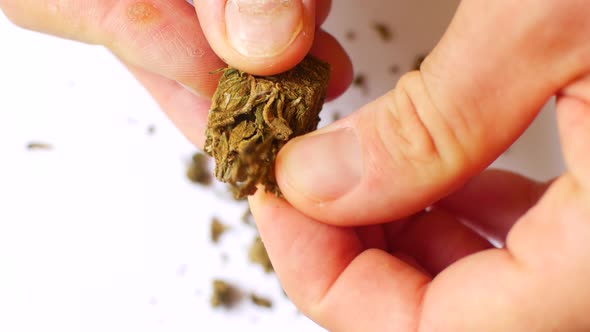 The Hemp Is Cut with Scissors. Preparing Cannabis for Consumption alt