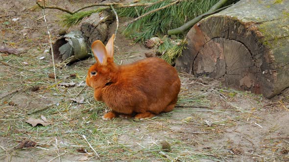 Portrait Of New Zealand Rabbit Breed Eating In Wild Forest. Close Up Shot alt