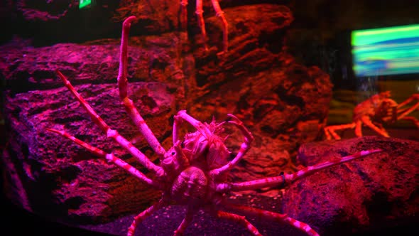 Close-Up Giant Spider Crab with Long Legs, Bottom View alt