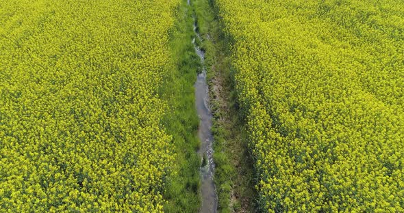 Moving Forward Over Yellow Flowers and Water Canal Field in Summer Day