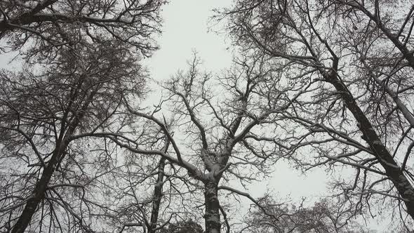 Winter Forest, Oaks
