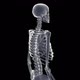 Skeleton Xray - VideoHive Item for Sale